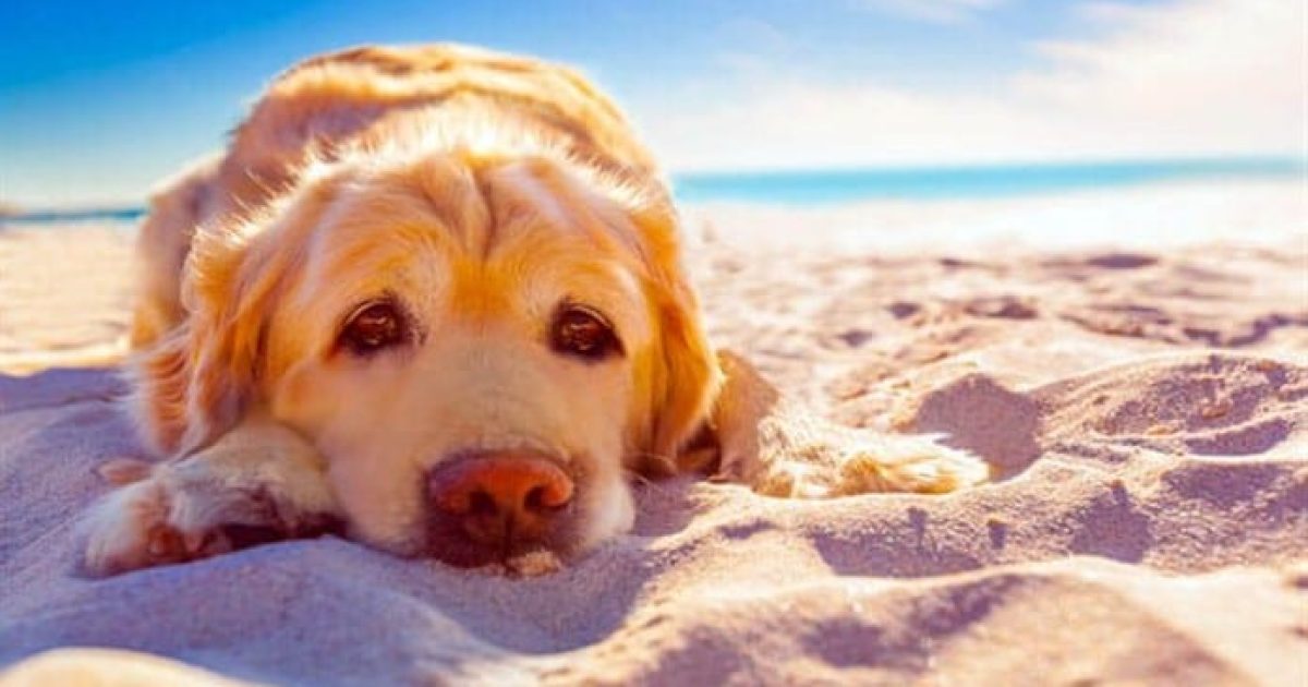 Cane: colpo di sole e colpo di calore