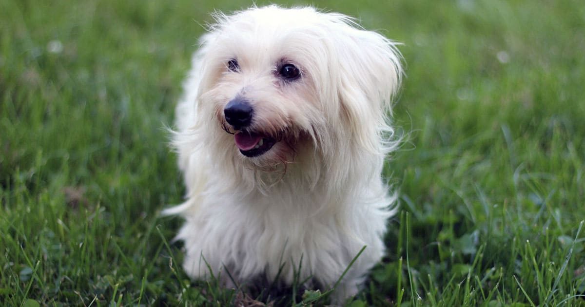 Coton de Tulear