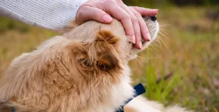 Cani di supporto emotivo: requisiti e normativa italiana