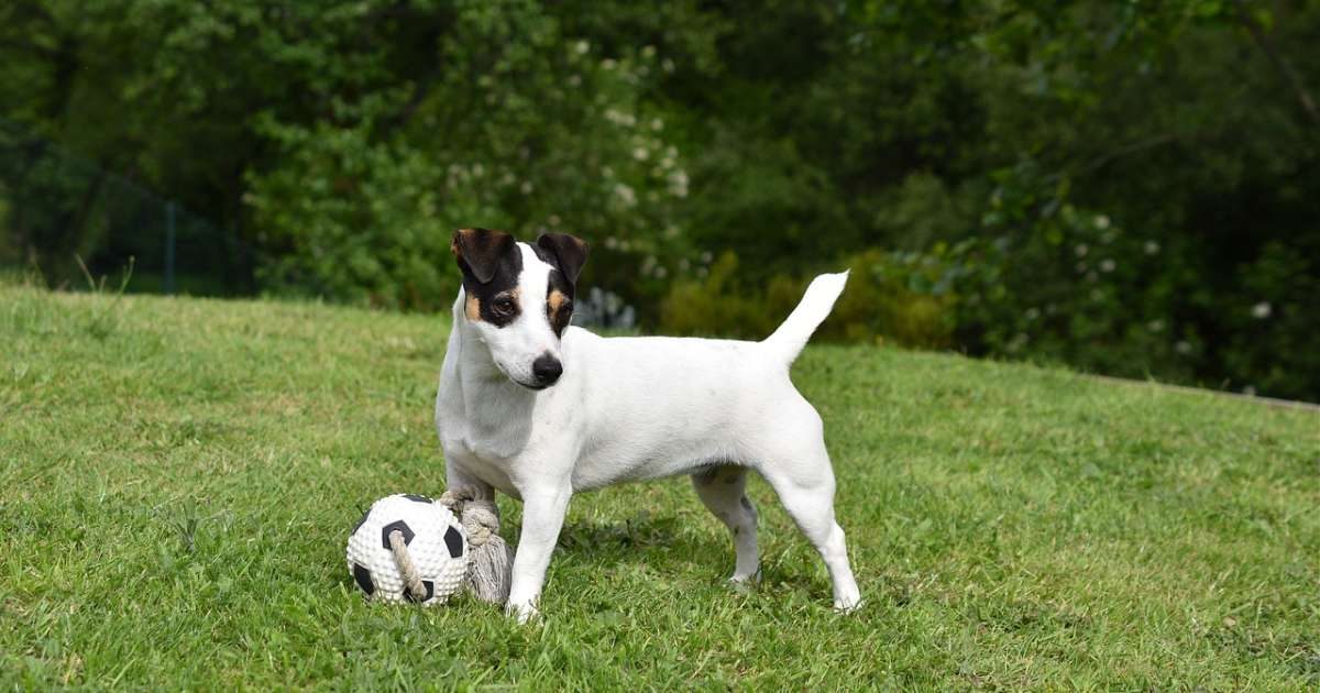 Jack Russell Terrier: storia, caratteristiche e personalità