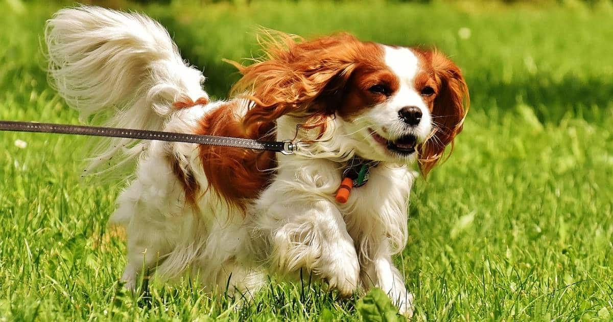 Cavalier King Charles Spaniel: dolce, sensibile e pieno di vita