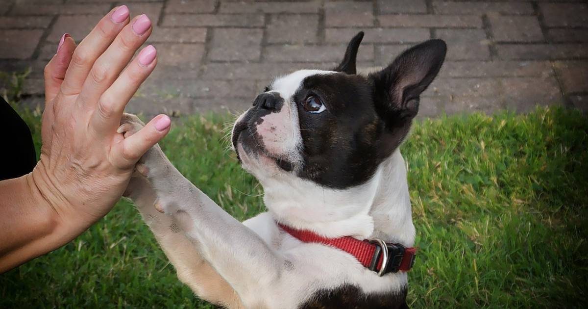 Memoria del cane: come funziona e come migliorarla