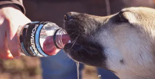 Come beve il cane? Lo mostra un video