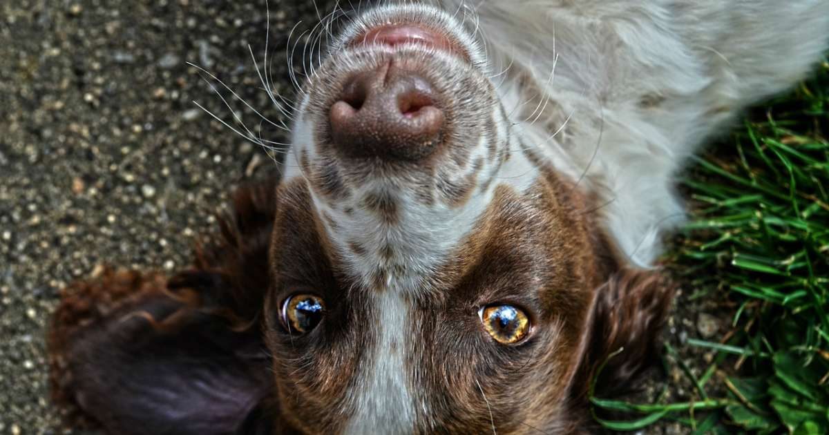 La congiuntivite del cane