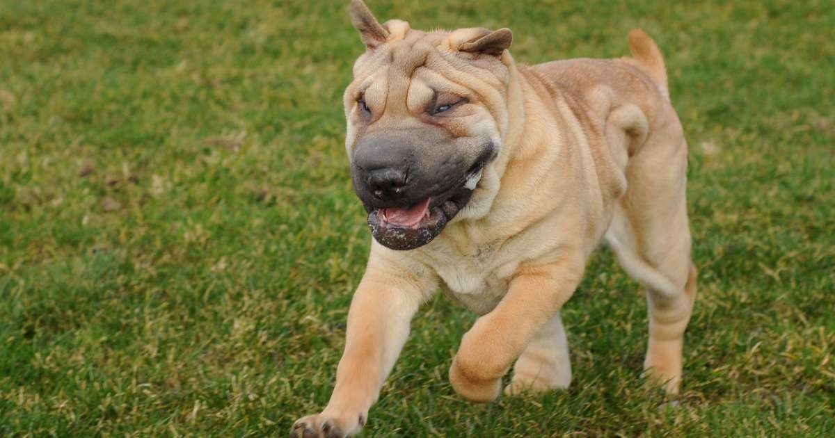 Shar Pei: origini, personalità e cura