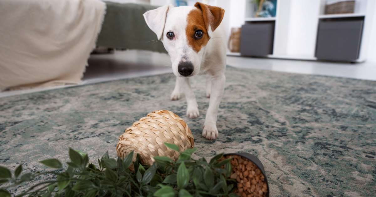 Cane e piante tossiche