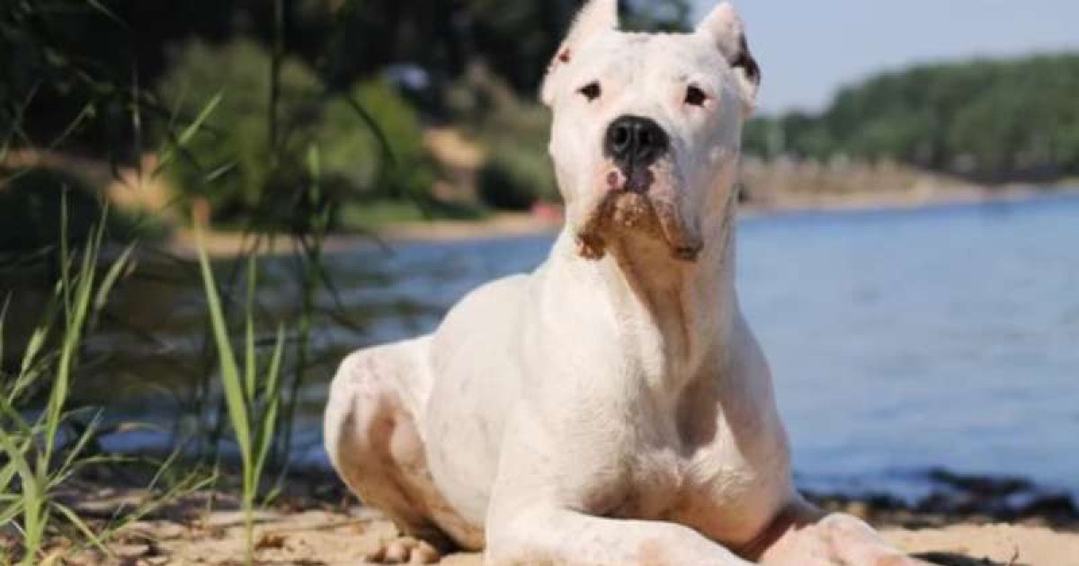 dogo argentino cane affettuoso e dominante