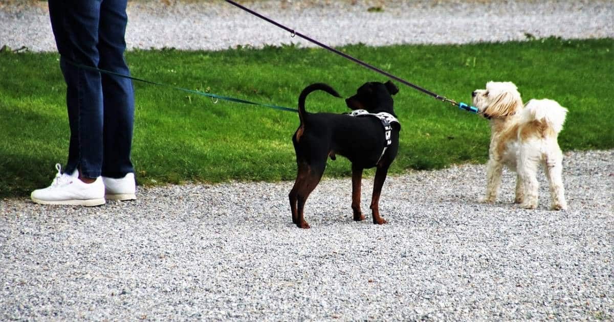 Collare o pettorina? Cosa scegliere per il nostro cane