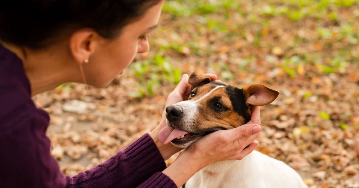 Udito: quando il cane diventa sordo