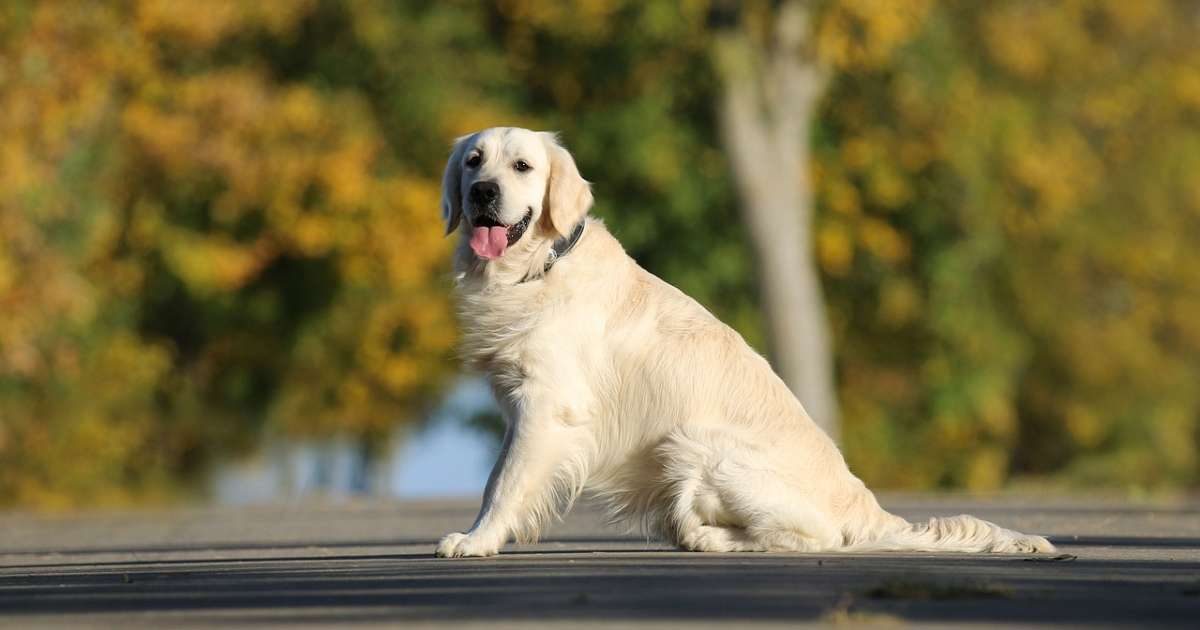 Golden Retriever: caratteristiche, personalità e cura