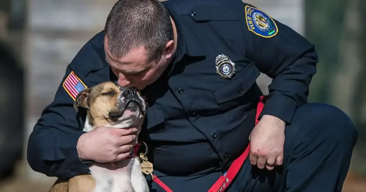 Da cane da combattimento a eroe a quattro zampe: la rinascita di Hansel