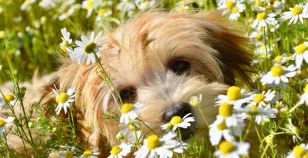 Allergie primaverili del cane: sintomi, rimedi e prevenzione