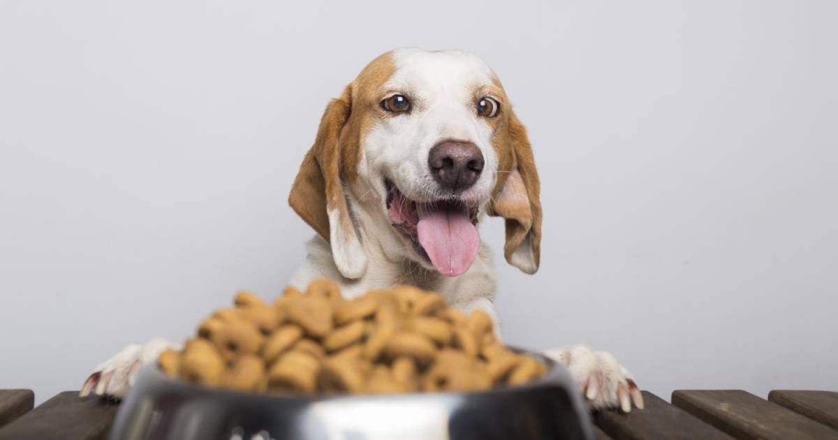 Crocchette a base di insetti: una nuova fonte proteica per il nostro cane?