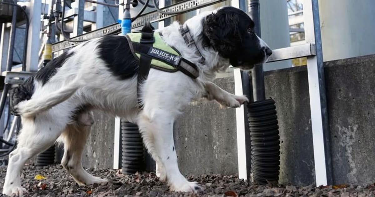 Jac il cane che rileva i guasti sotterranei