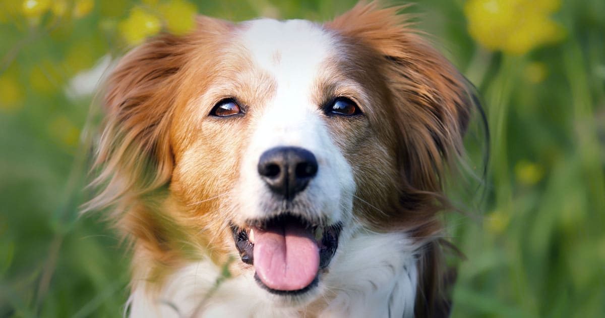 kooikerhondje cane olandese affettuoso e agile