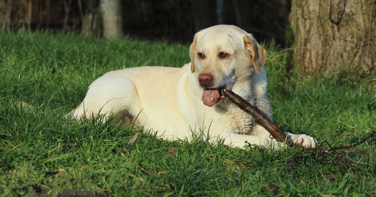 Labrador Retriever: ottima indole, mai aggressivo