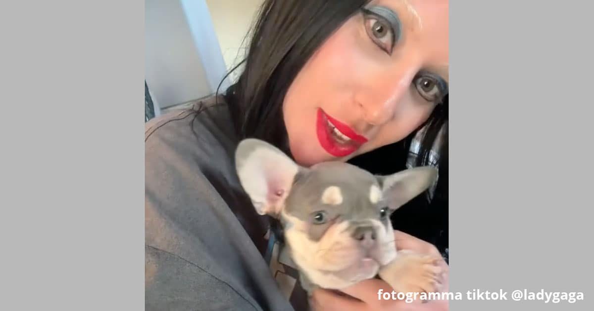 Lady Gaga presenta il suo nuovo bulldog francese