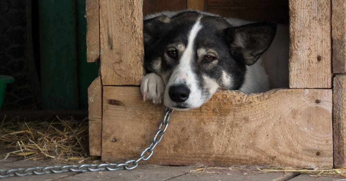 maltrattamento cani italia inasprisce le pene