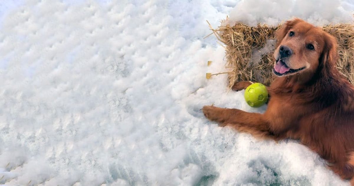 neve in florida uomo giardino cani