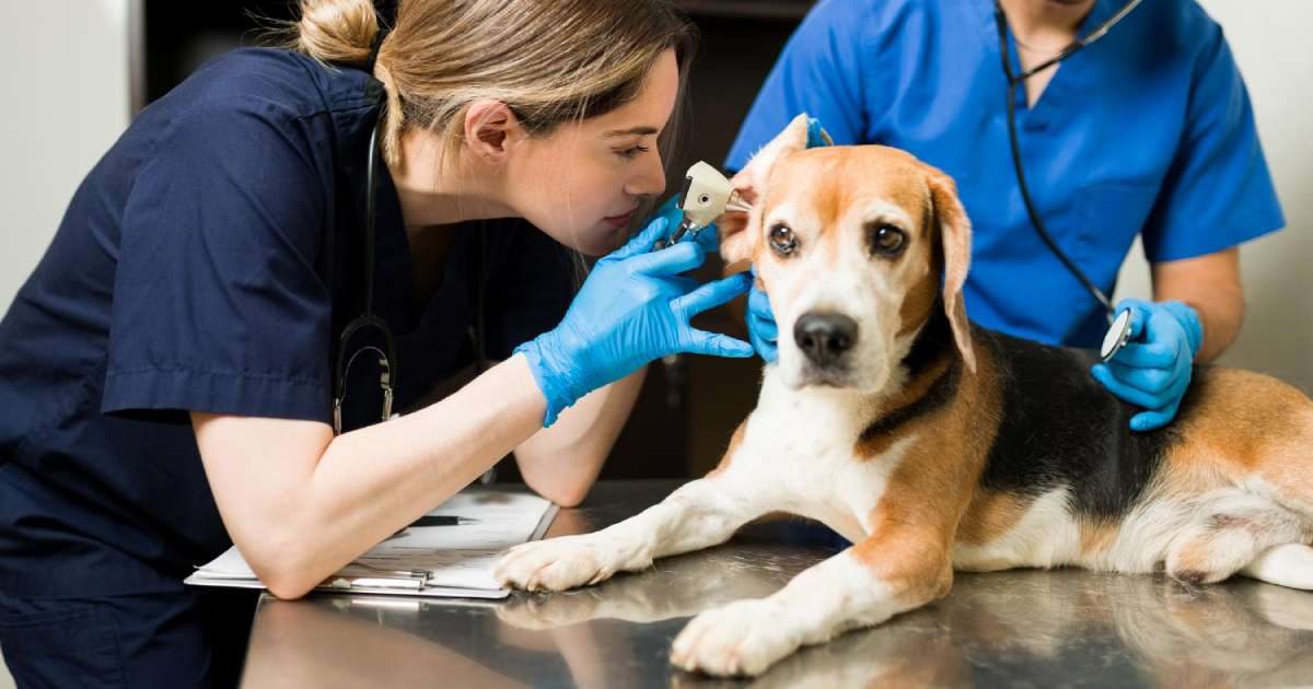 L'otite del cane