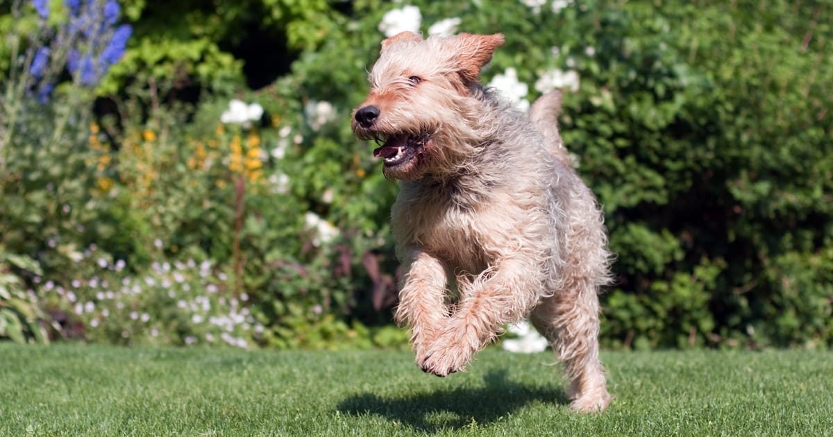 otterhound