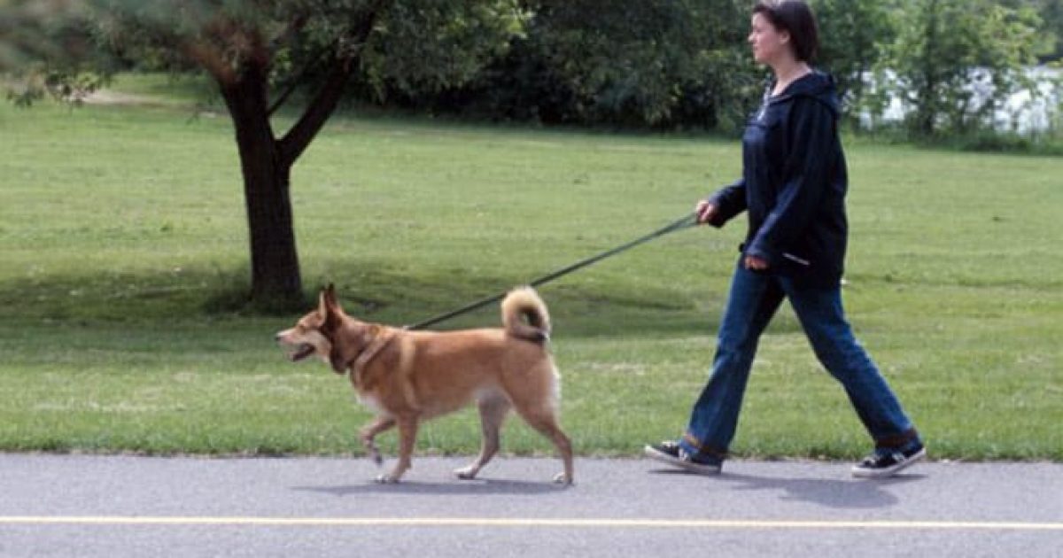 In forma con il  cane: ecco come