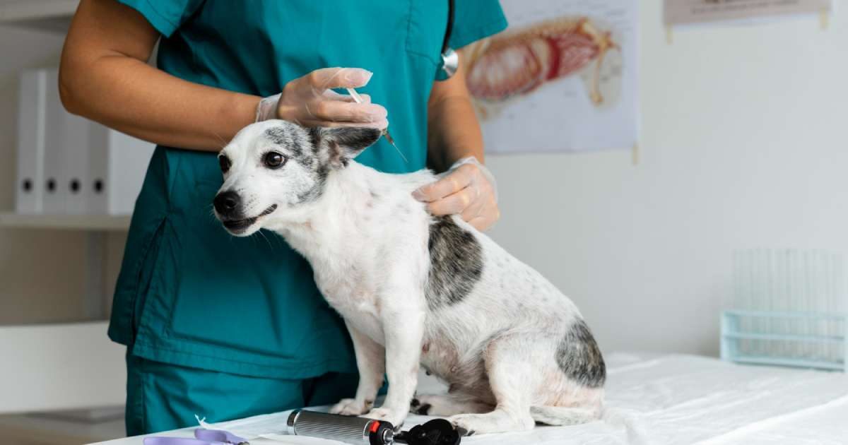 Sindrome di Cushing nel cane: sintomi, cause e trattamenti