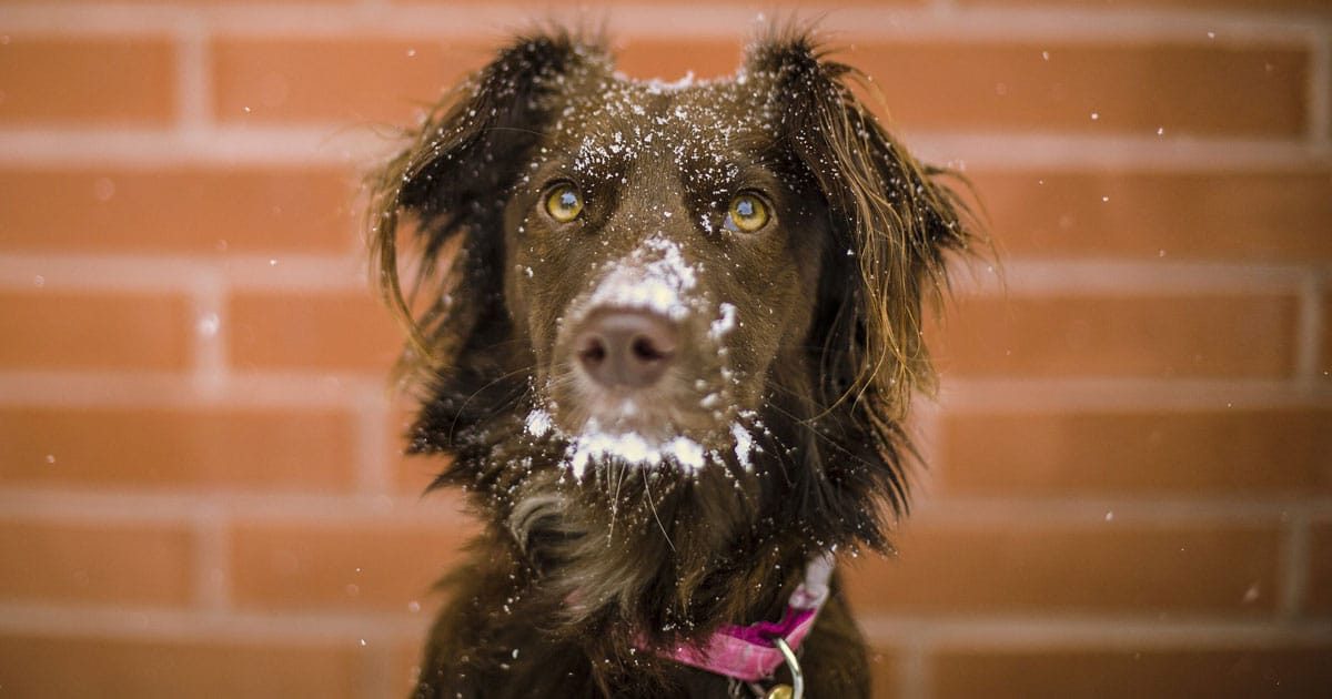 Come proteggere il cane dal freddo