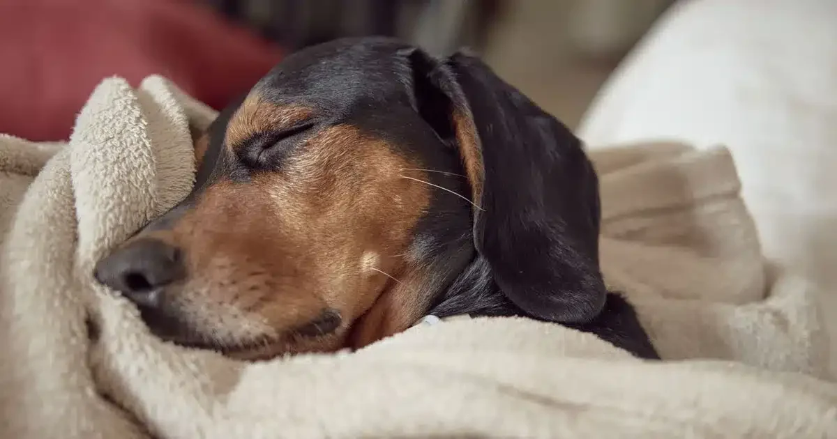 rieducare il cane al riposo aldo la porta