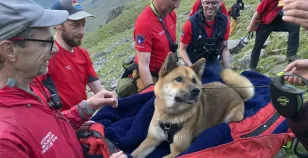 Cane salvato dopo aver scalato la montagna più alta d'Inghilterra