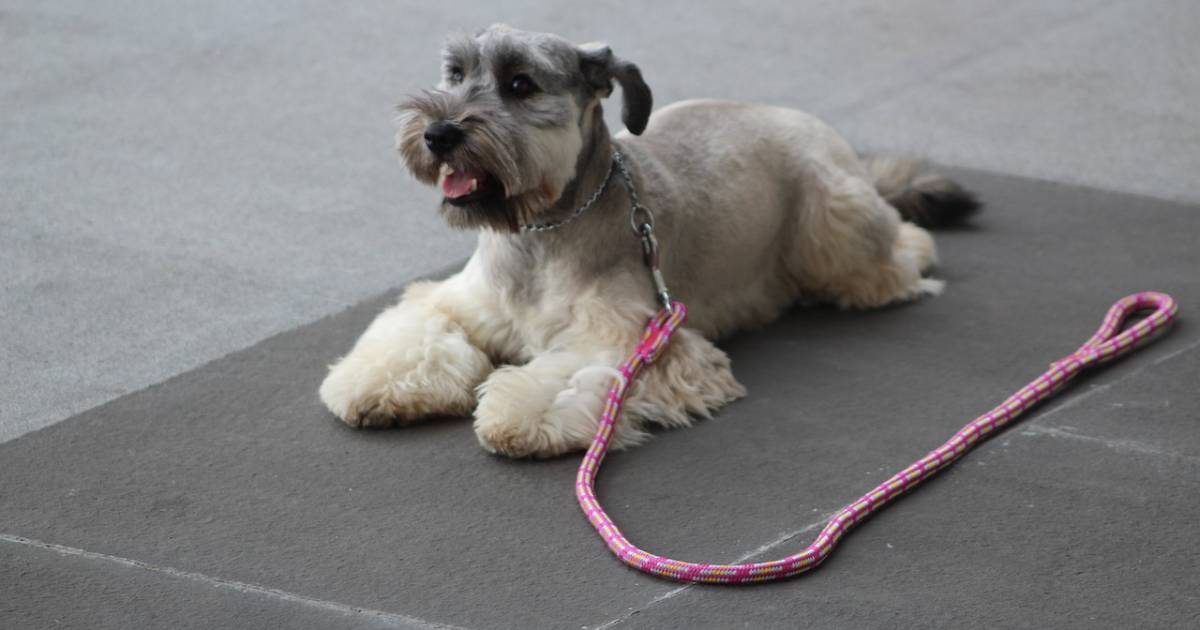 Addestramento cane: l'obbedienza