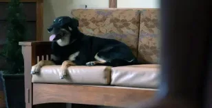 Scout cane adottato da una casa per anziani