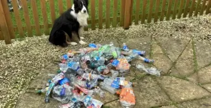 Scruff, il cane ecologista che recupera le bottiglie di plastica