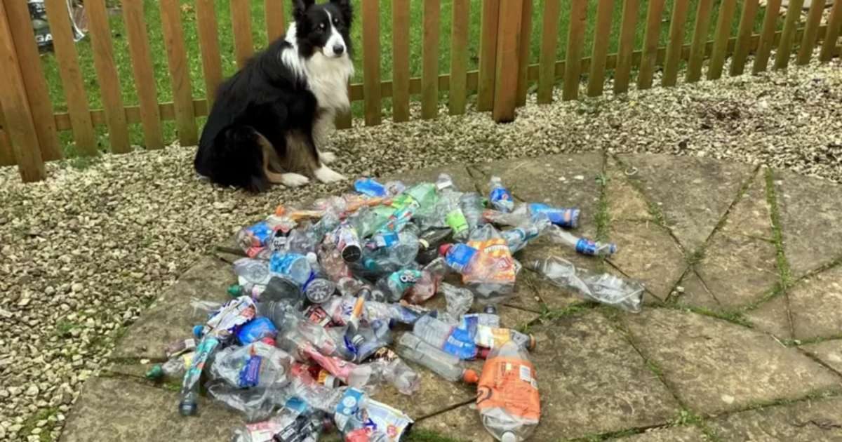 Scruff, il cane ecologista che recupera le bottiglie di plastica