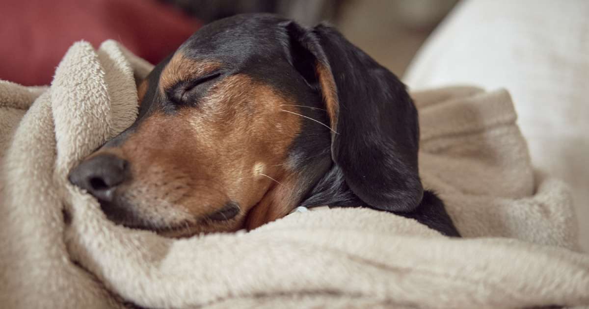 Cuccia ortopedica per il cane: va bene per tutti?