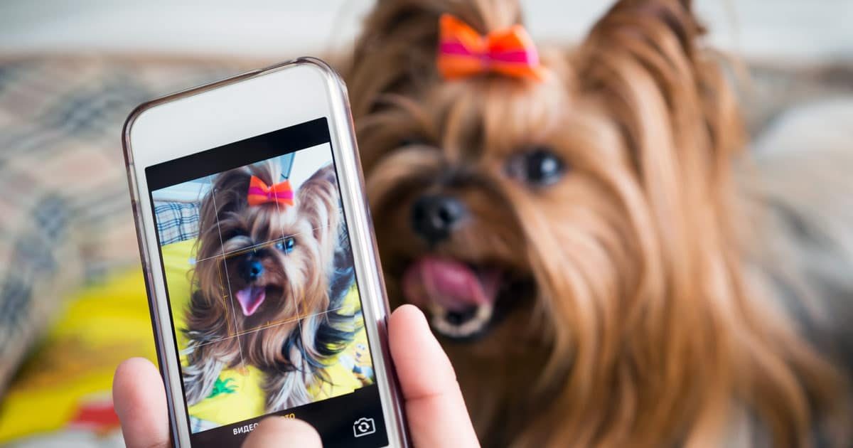 Selfie perfetto come scattare tutti i trucchi cane