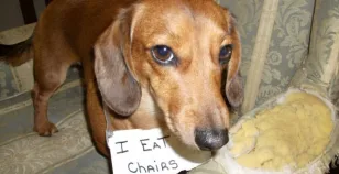 Shaming Dog, il sito dei cani che si vergognano dopo un guaio