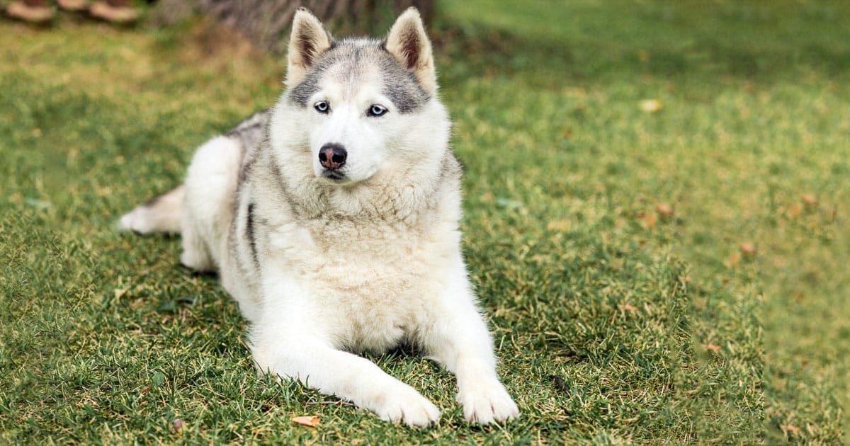 Siberian Husky