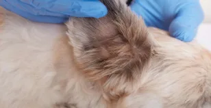 La cura delle orecchie del cane
