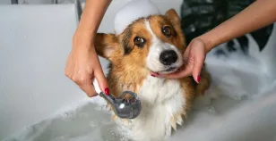 L'igiene del cane: il bagno