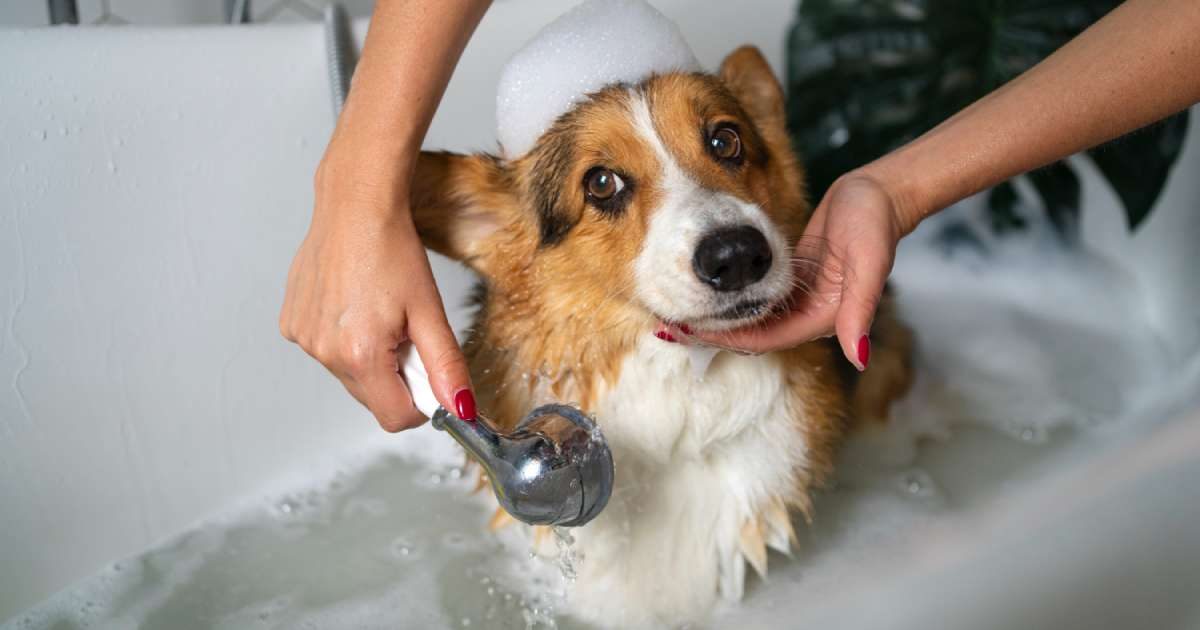 L'igiene del cane: il bagno