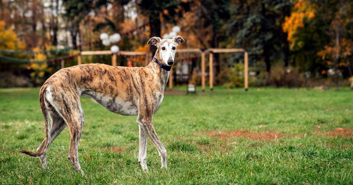 Whippet cane tenero e di grande sensibilità